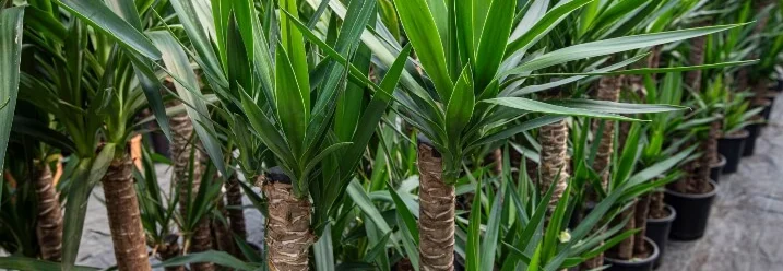 Grüne Yucca-Palmen in Töpfen
